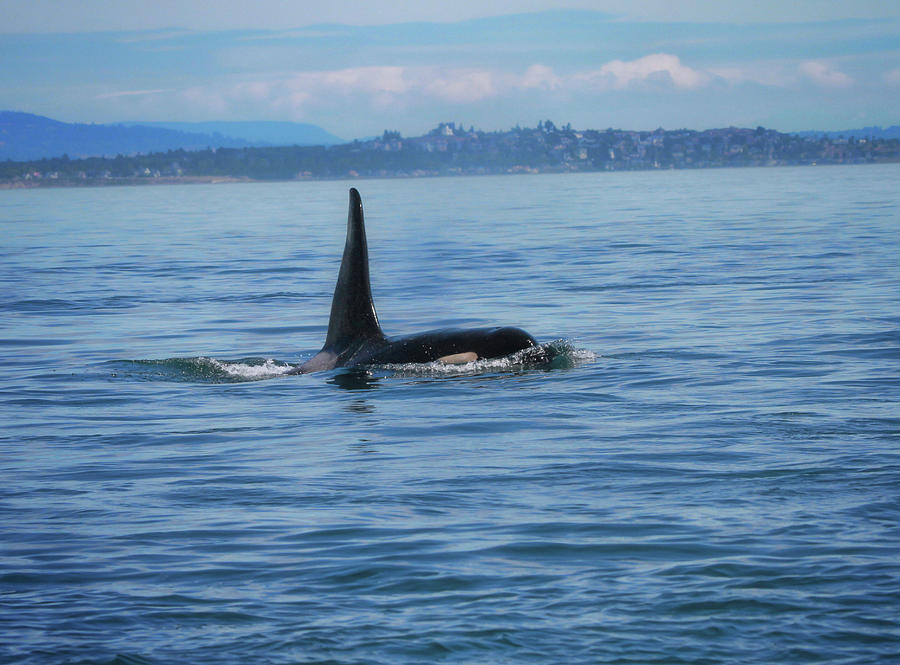 L Pod orca swimming through calm Pacific Northwest water with a distant coastline by Dan Sproul